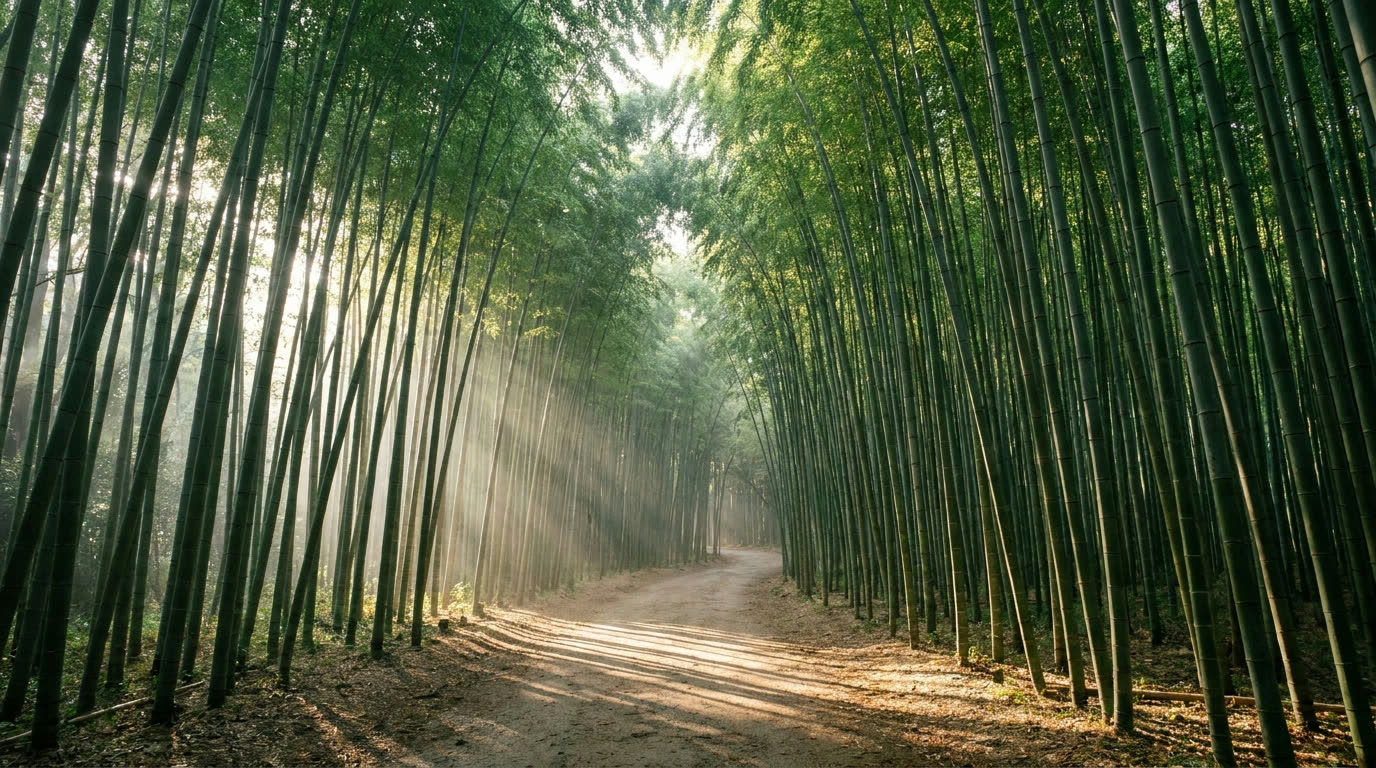 Arashiyama bamboo grove path in Kyoto, empty in early morning light