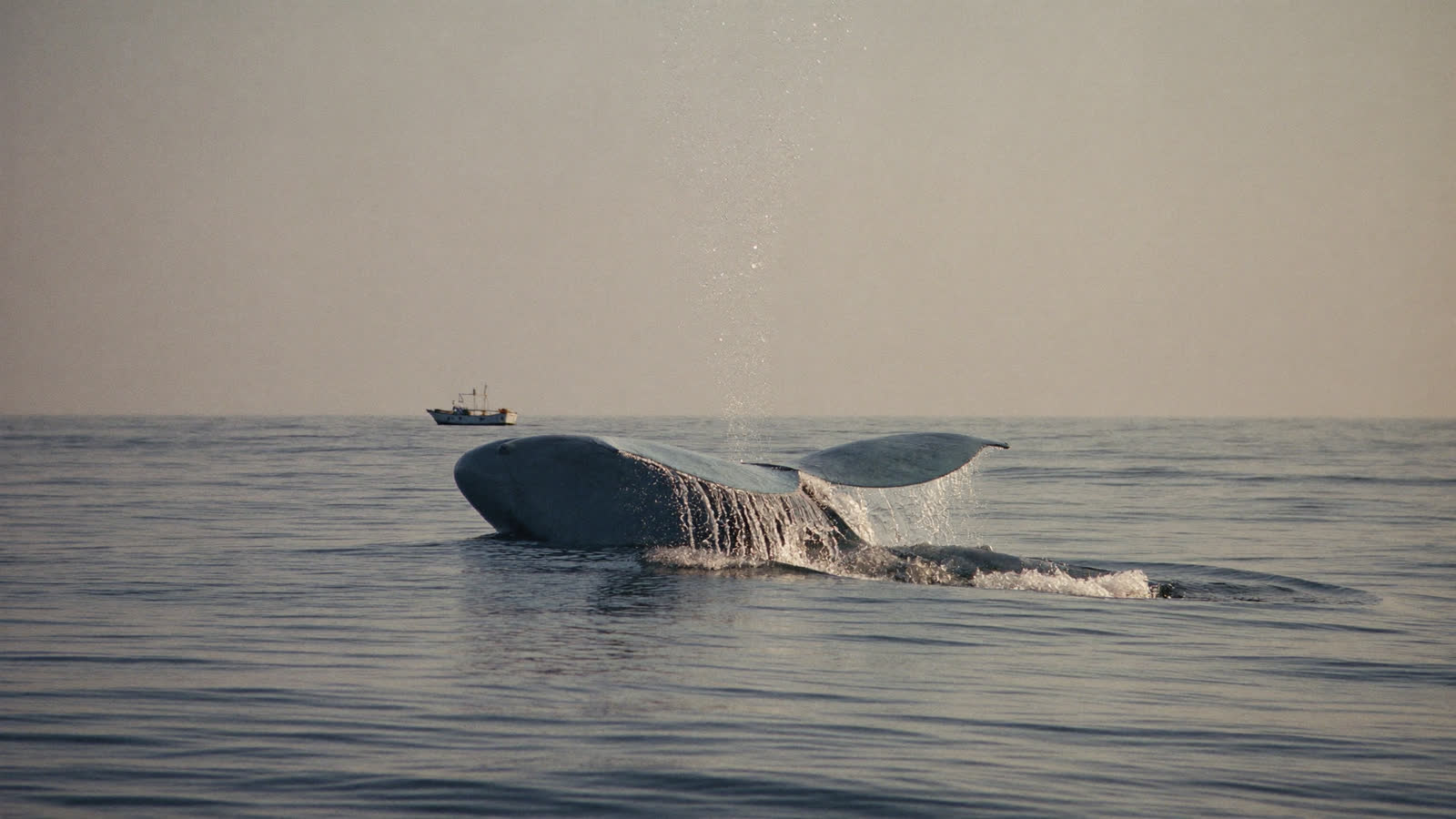 Blue whale surfacing near a boat off Mirissa, Sri Lanka