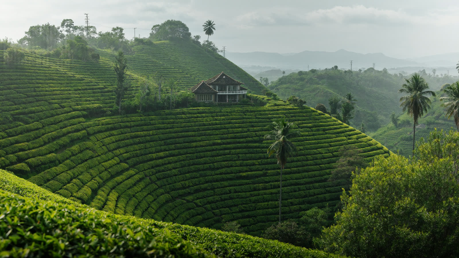 Tea plantation hills and colonial bungalow veranda in morning mist, Sri Lanka