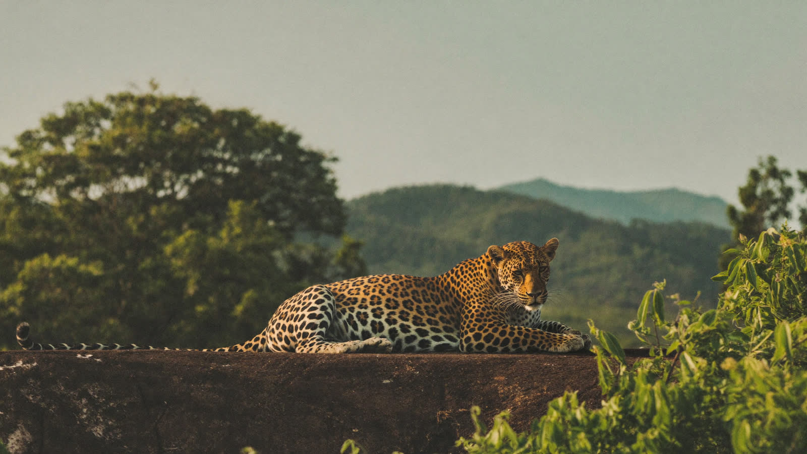 Leopard resting on a rock in golden light, Yala National Park, Sri Lanka